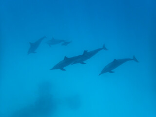 Dolphins at Egypt