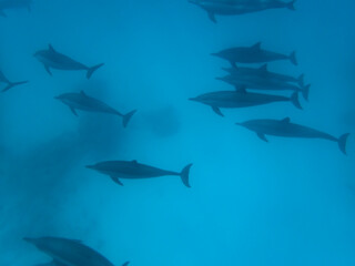 Dolphins at Egypt