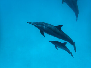 Dolphins at Egypt