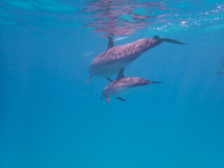 Dolphins at Egypt