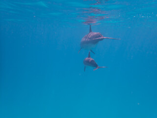 Dolphins at Egypt
