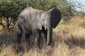 Afrikanischer Elefant / African elephant / Loxodonta africana