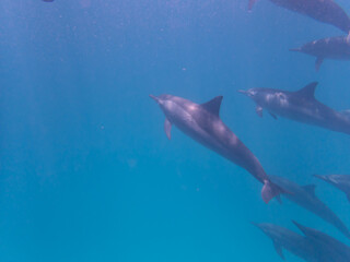 Scuba Diving in the Red Sea