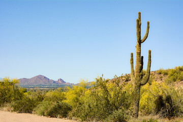 Saguaro Cactus in Arizona Desert with Mountains and Wildlife in Background in Summer