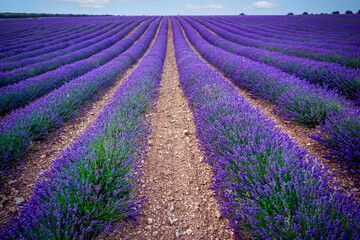 field of lavender plants in the town of Brihuega