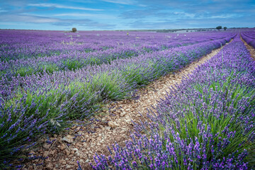 Fototapeta na wymiar field of lavender plants in the town of Brihuega