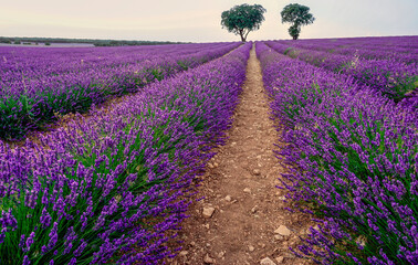 field of lavender plants in the town of Brihuega