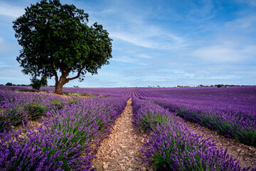 field of lavender plants in the town of Brihuega