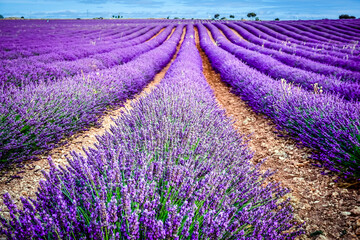 Naklejka na ściany i meble field of lavender plants in the town of Brihuega