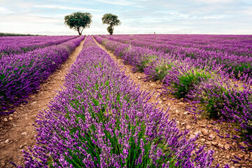 Fototapeta na wymiar field of lavender plants in the town of Brihuega