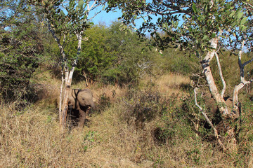 Afrikanischer Elefant / African elephant / Loxodonta africana