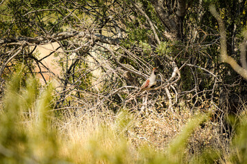 Quail in Arizona Desert Wildlife Summer