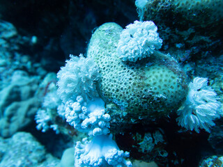 Coral Close Up
