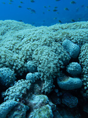 Coral Close Up