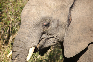 Afrikanischer Elefant / African elephant / Loxodonta africana.