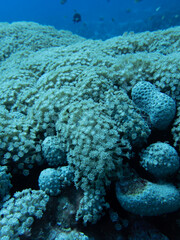Coral Close Up