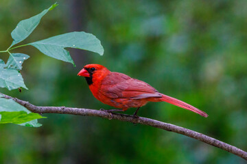 Northern cardinal (Cardinalis cardinalis) perched on a tree branch during summer in Wisconsin. Selective focus, background blur and foreground blur.
