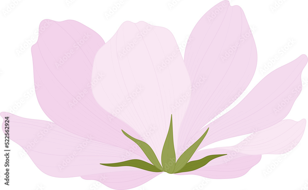 Wall mural pink cosmos flower hand drawn illustration.