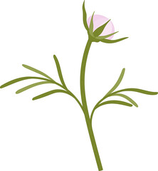 Pink cosmos flower hand drawn illustration.