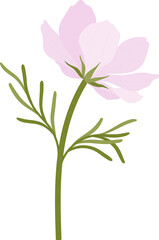 Fototapeta na wymiar Pink cosmos flower hand drawn illustration.
