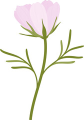 Fototapeta na wymiar Pink cosmos flower hand drawn illustration.