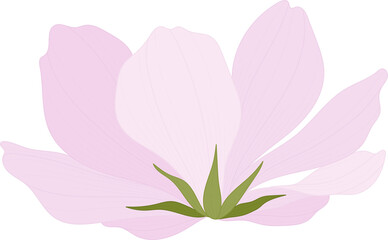 Pink cosmos flower hand drawn illustration.