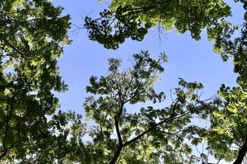 The green leaves tree branch with the blue sky.