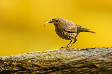 black redstart (Phoenicurus ochruros) collects worms