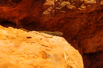 Podarcis hispanicus, also known as Iberian wall lizard