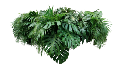 Tropical leaves foliage plants bush floral arrangement nature backdrop on transparent background