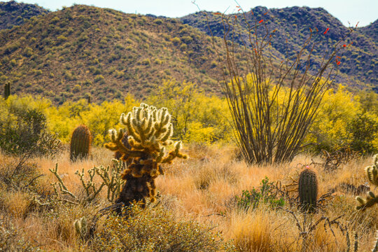 Cholla Cactus in Arizona Desert Wildlife 