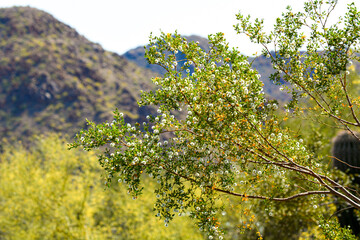 Blooming Tree in Arizona Desert Wildlife 