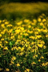 Fototapeta premium A background of yellow flowers. The Coneflowers (Rudbeckia).