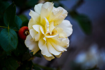 Close Up Flower with Beautiful Pedals