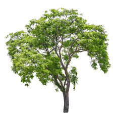 Tree on transparent background, real tree green leaf isolate die cut png file - obrazy, fototapety, plakaty