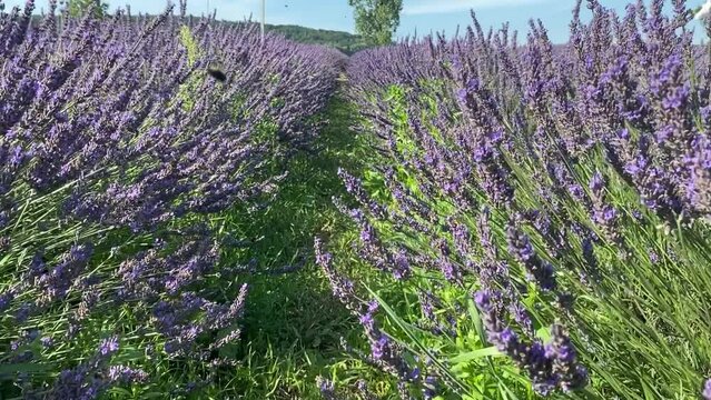 moving forward by lavender field