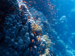 Fototapeta na wymiar Orange fish around corals in egypt