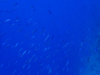 Swarm of Fish in the Red sea