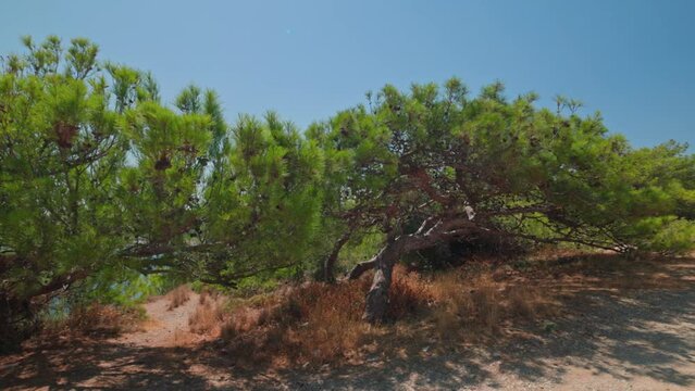 Beautiful view of dwarf mountain pine on rocky coast of Mediterranean sea. Greece.