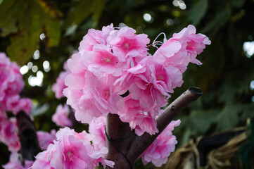 colorful flower in a public garden during summer season with soft focus background