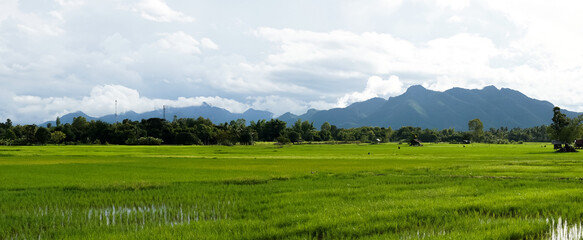 Fototapeta na wymiar Green Rice Field with Mountains Background under Blue Sky, Panorama view rice field.