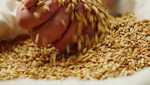 Dry golden barley malt close-up. Craft beer production. Ripe wheat grains texture. Brewery concept. Harvesting and farming, grocery. 