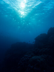 Coral garden in the red sea