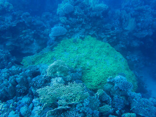 Coral garden in the red sea