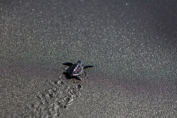 Baby Turtles or Penyu Lekang or Tukik (Lepidochelys olivacea), which are only a few days old, are running on the black sandy beach, trying to get close to shoreline to enter the water.
