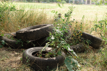 SHINES OF THE MACHINE FROM WHICH THE WEEDS GREW