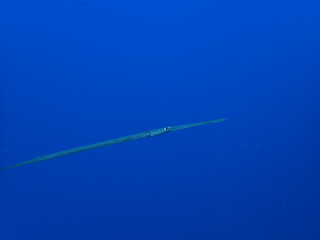 Garfish at a reef in Egypt