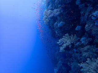 Fototapeta na wymiar Orange fish around corals in egypt