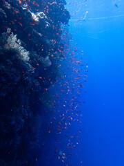 Orange fish around corals in egypt