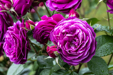 Flowers of 'Celestial Night' Floribunda Rose
